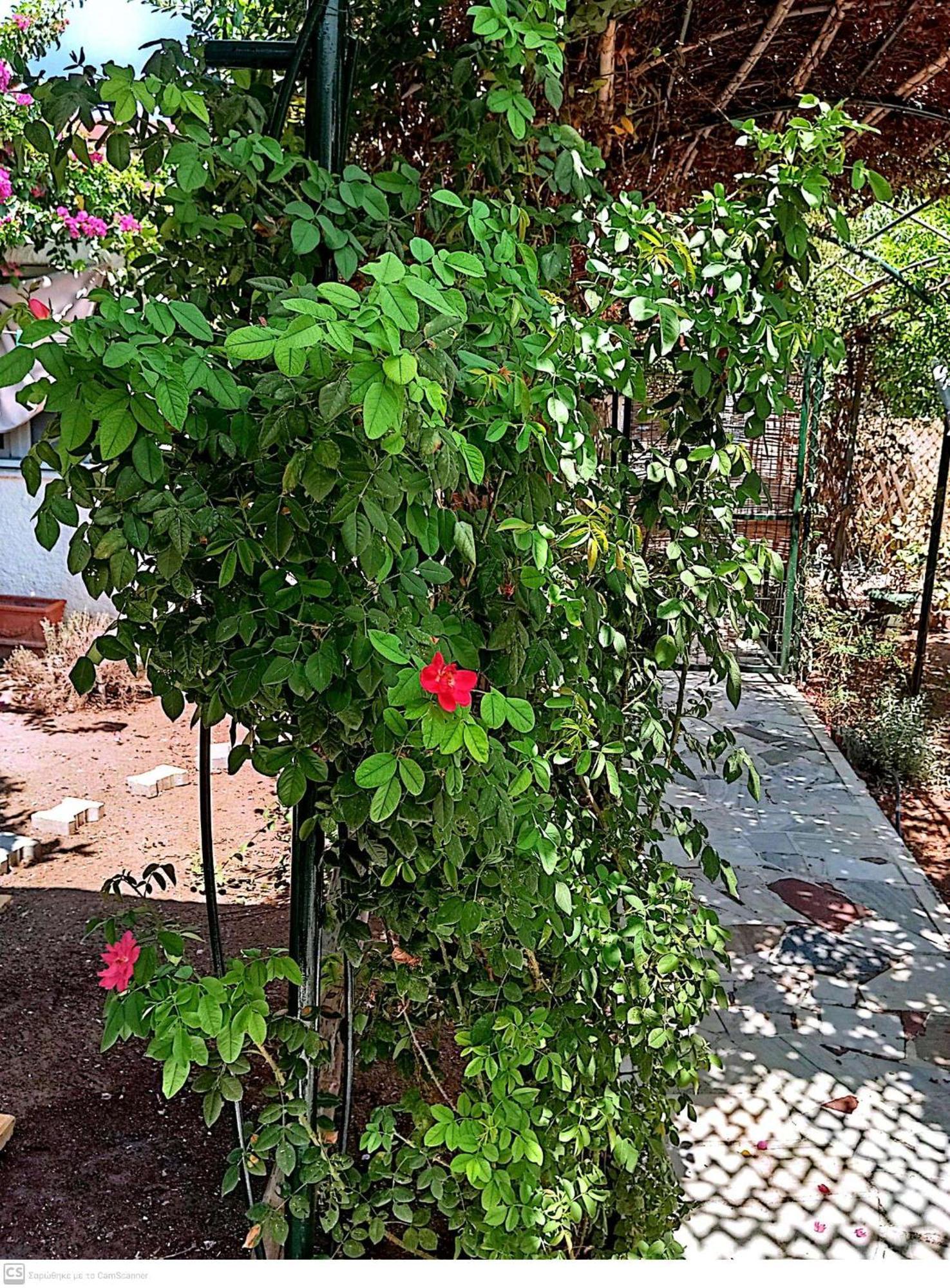 Εξοχικό Maria Villa Ambelakia Luaran gambar